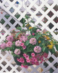 Hanging Basket from Olney's Flowers of Rome in Rome, NY