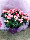 Pink Azalea  