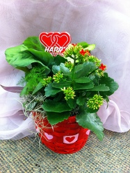 Valentine's Day Dishgarden from Olney's Flowers of Rome in Rome, NY