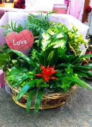 Valentine's Dishgarden Basket  from Olney's Flowers of Rome in Rome, NY