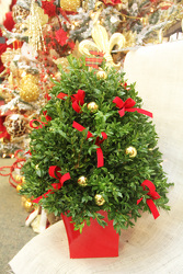 Deck the Halls-Boxwood Tree from Olney's Flowers of Rome in Rome, NY