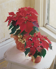 Poinsettia