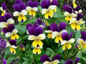 Pansies & Violas from Olney's Flowers of Rome in Rome, NY