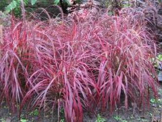 Annual Grasses from Olney's Flowers of Rome in Rome, NY