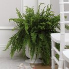 Boston Fern Urn from Olney's Flowers of Rome in Rome, NY