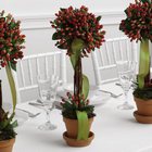 Hypericum Topiary Trio Centerpiece from Olney's Flowers of Rome in Rome, NY