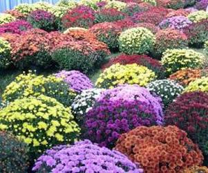 Mums from Olney's Flowers of Rome in Rome, NY