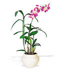 Dendrobium Orchid