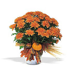 Bronze Cushion Mum Plant