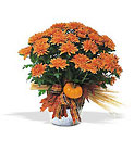 Bronze Cushion Mum Plant