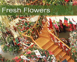 Olney's Flowers of Rome, NY