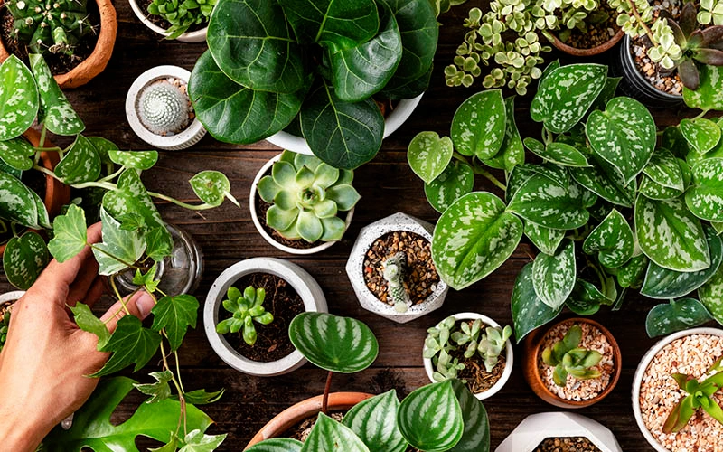 Shop Olney's Flowers Plant Collection