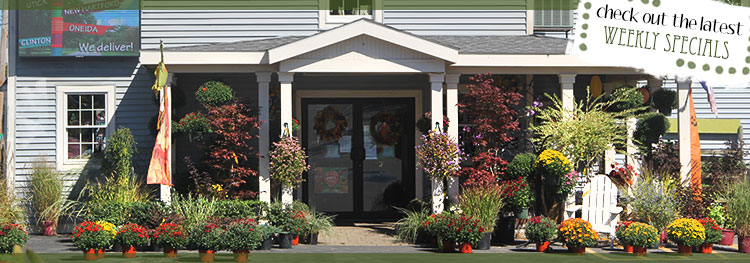 Olney's Flowers- your florist in Rome - Fresh flowers are here!