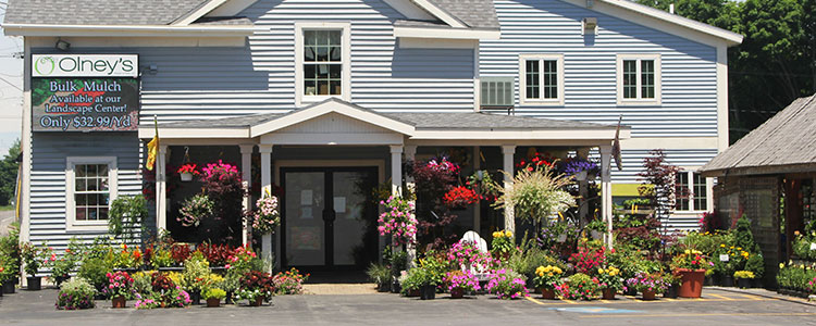 Olney's Flowers- your florist in Rome - Fresh flowers are here!