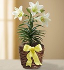 Easter Lily Plant from Olney's Flowers of Rome in Rome, NY