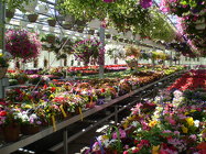 Annual Basket from Olney's Flowers of Rome in Rome, NY