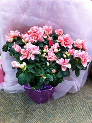 Pink Azalea  from Olney's Flowers of Rome in Rome, NY