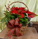 Holiday Planter Basket from Olney's Flowers of Rome in Rome, NY