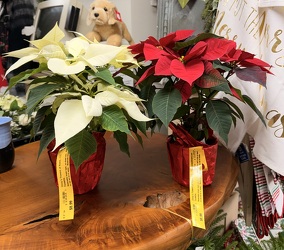 4'' Poinsettias from Olney's Flowers of Rome in Rome, NY