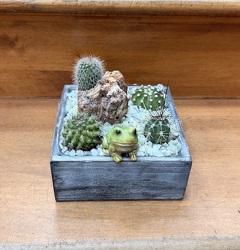 Gratitude Garden Cactus Dish from Olney's Flowers of Rome in Rome, NY
