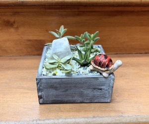 Office Oasis Succulent Garden