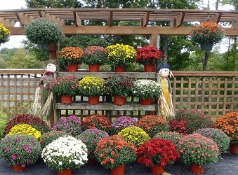 Fall Mum Plant from Olney's Flowers of Rome in Rome, NY