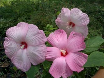 Perennial Hibiscus from Olney's Flowers of Rome in Rome, NY