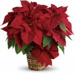 Poinsettias