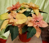 Autumn Leaves Poinsettia from Olney's Flowers of Rome in Rome, NY