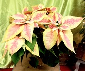 Marble Poinsettia from Olney's Flowers of Rome in Rome, NY