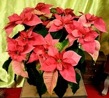 Pink Poinsettia from Olney's Flowers of Rome in Rome, NY