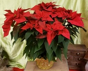 Poinsettias from Olney's Flowers of Rome in Rome, NY