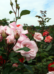 Weeks Rose Bushes from Olney's Flowers of Rome in Rome, NY