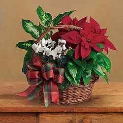 Holiday Planter Basket from Olney's Flowers of Rome in Rome, NY