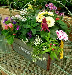 Annual Planter from Olney's Flowers of Rome in Rome, NY