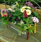 Annual Planter from Olney's Flowers of Rome in Rome, NY