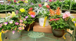 Annual Planter from Olney's Flowers of Rome in Rome, NY