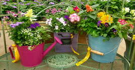 Annual Planter from Olney's Flowers of Rome in Rome, NY