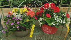 Annual Planter from Olney's Flowers of Rome in Rome, NY