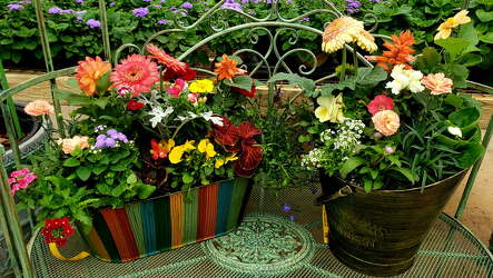Annual Planter from Olney's Flowers of Rome in Rome, NY