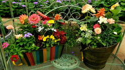 Annual Planter from Olney's Flowers of Rome in Rome, NY