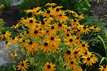 Maureen's Perennial Pick of the Week from Olney's Flowers of Rome in Rome, NY