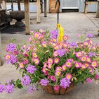 Hanging Basket from Olney's Flowers of Rome in Rome, NY