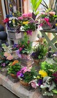 Indoor Dishgardens from Olney's Flowers of Rome in Rome, NY