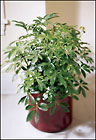 FTD Schefflera Arboricola from Olney's Flowers of Rome in Rome, NY