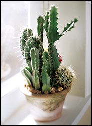 FTD Cactus Garden from Olney's Flowers of Rome in Rome, NY