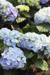 All Nursery Shrubs from Olney's Flowers of Rome in Rome, NY