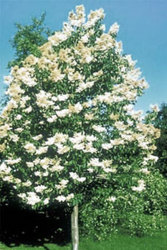 4'' Poinsettias from Olney's Flowers of Rome in Rome, NY