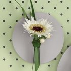 White Gerbera Boutonniere from Olney's Flowers of Rome in Rome, NY