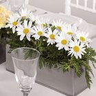 Daisy Centerpiece from Olney's Flowers of Rome in Rome, NY